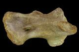 Ceratopsian Dinosaur Process - Alberta (Disposition #-) #134445-3